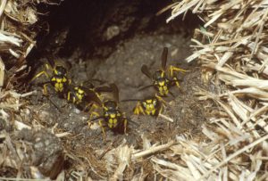 Ground-nesting yellowjacket workers at the entrance of their nest. Photo Credit: Jeff Hahn, University of Minnesota